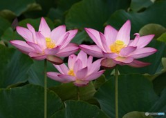 今朝撮り④