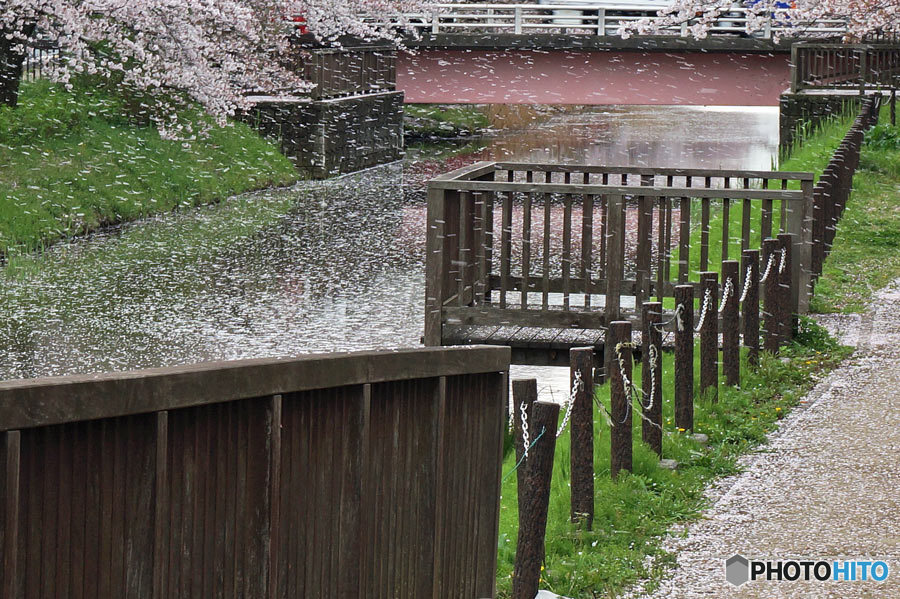 花散らしの風②