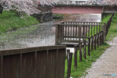 花散らしの風②