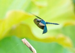 チョウトンボ②