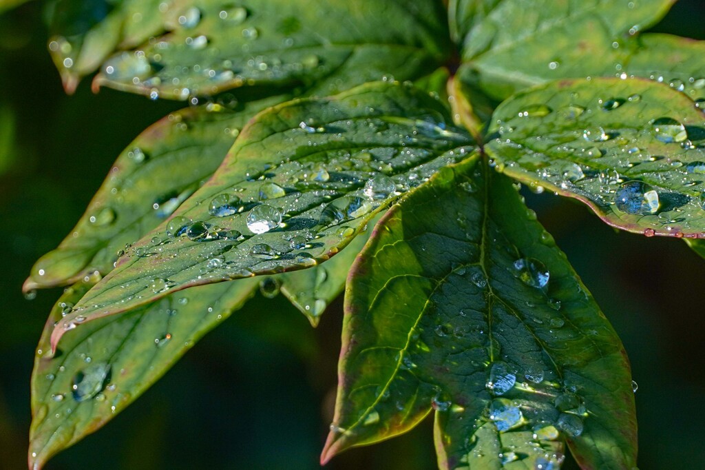 雨上がりの朝③