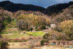 里の春②
