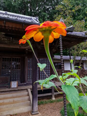 メキシコヒマワリ