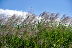 ススキ③