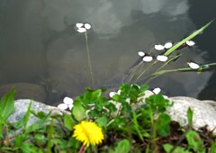 今季のソメイヨシノ撮り③