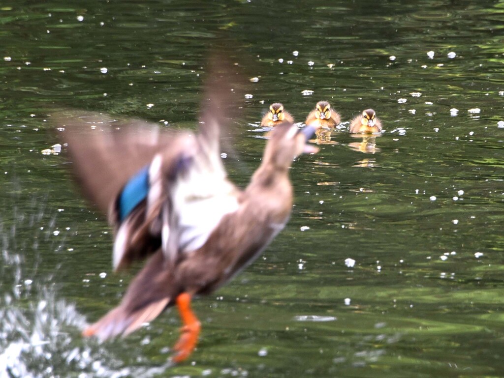 カルガモ③