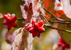 ハナミズキの実②