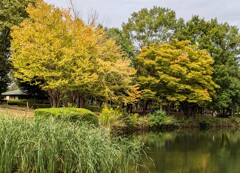 ちょっぴり黄葉①