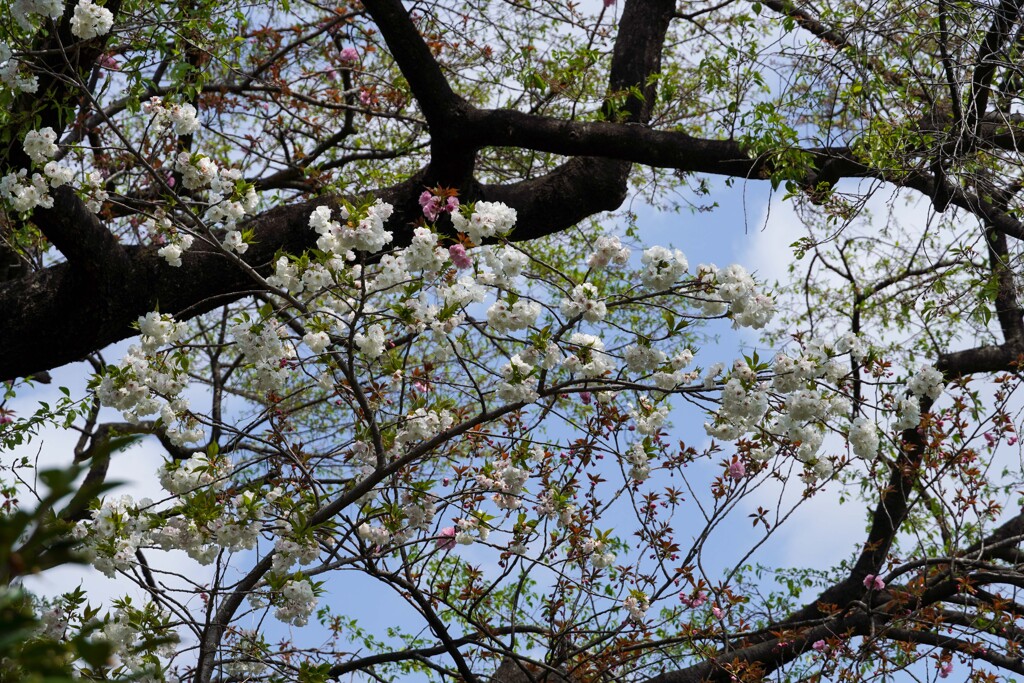 八重桜①