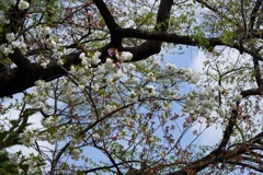 八重桜①