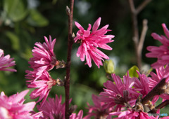 ピンク色の花②