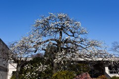 開花