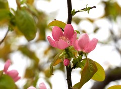 かりんの花