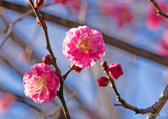 梅の開花・ピンク