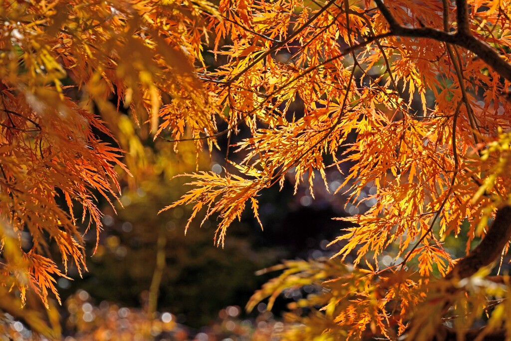 紅葉・黄葉⑤