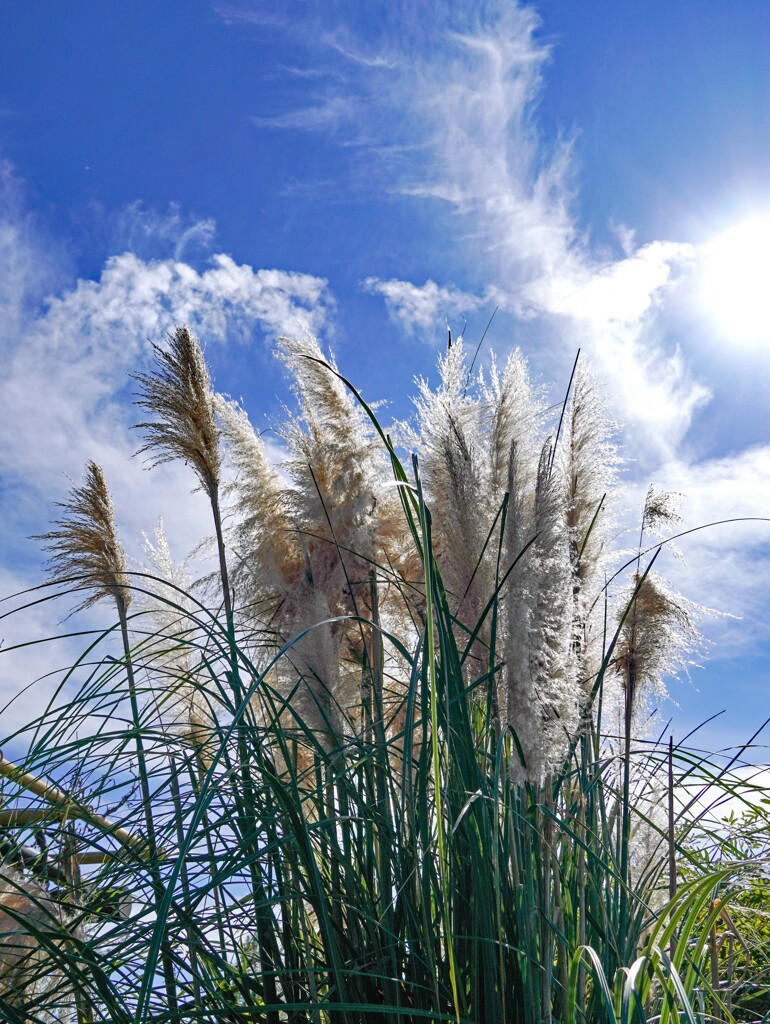 パンパスグラス