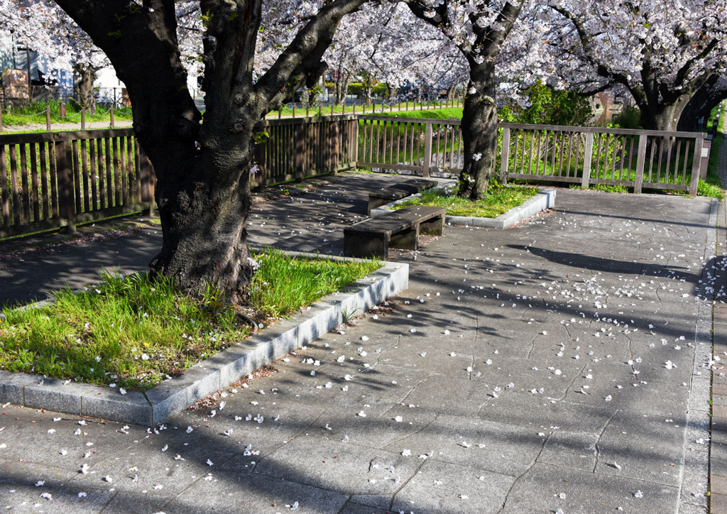 今年の桜撮り⑤