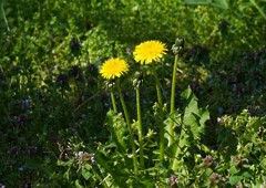 タンポポの種類①