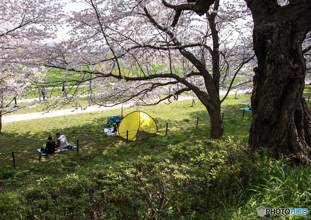花見日和②