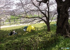 花見日和②
