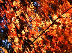 まだあった紅葉＆黄葉③