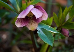 クリスマスローズ①