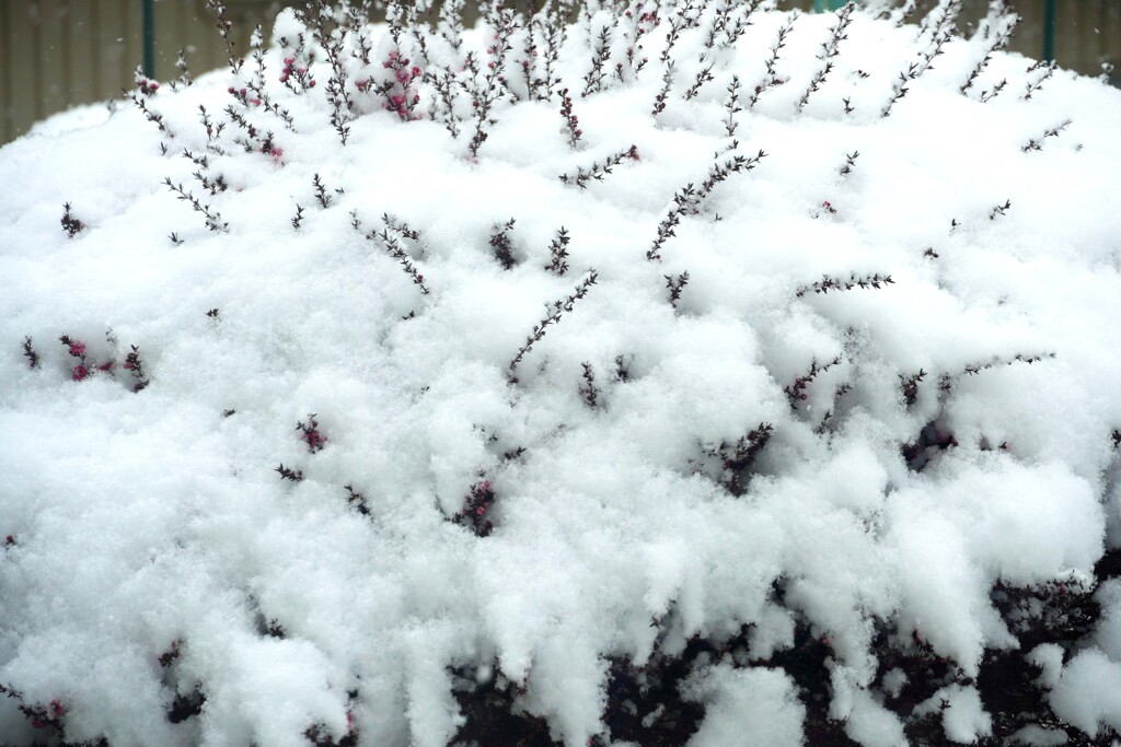 小さな雪景色③