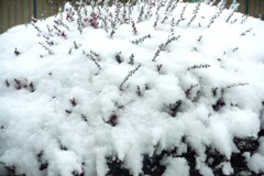 小さな雪景色③