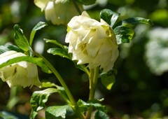 開花したクリスマスローズ②