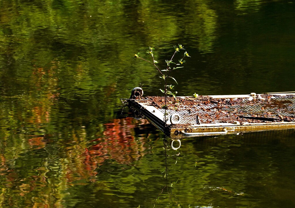 たくましい雑草
