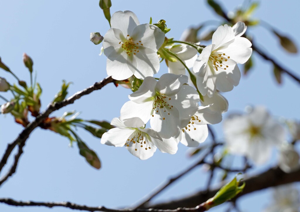 白い桜③