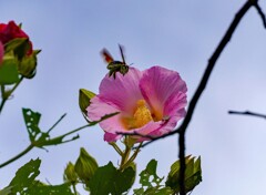 酔芙蓉②