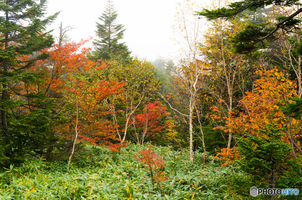 紅葉