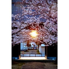 桜の中に夕日が沈む