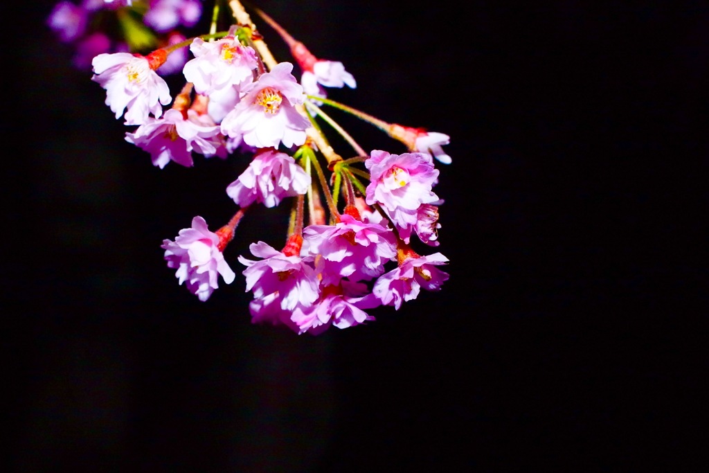 闇桜