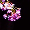 闇桜