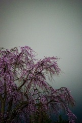 夜桜しだれ