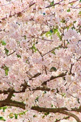 桜もりもり