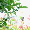 アゲハチョウ