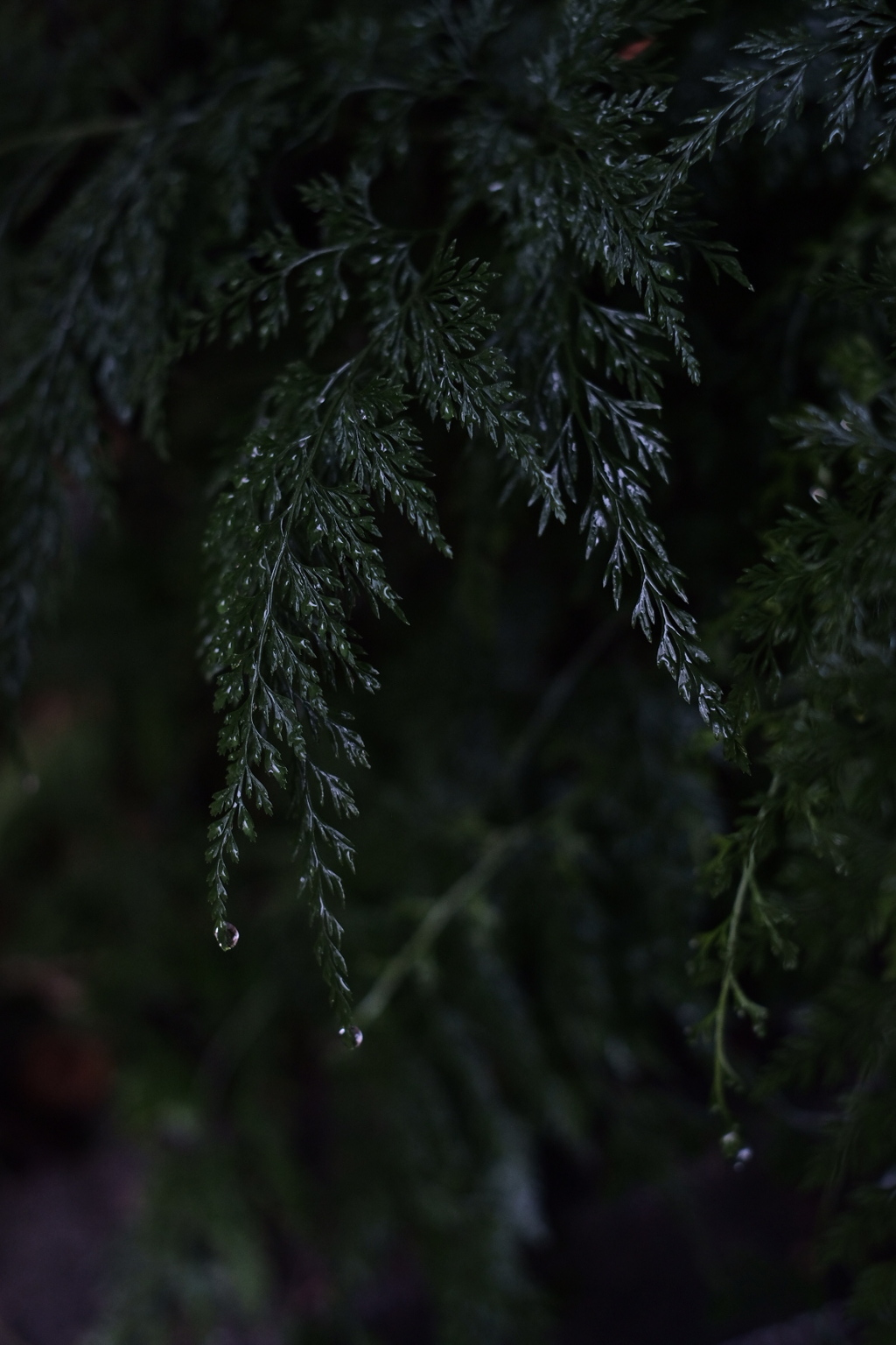 雨