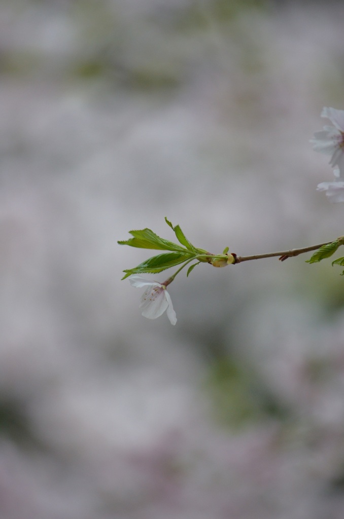 桜