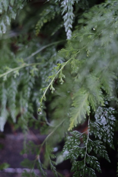 雨