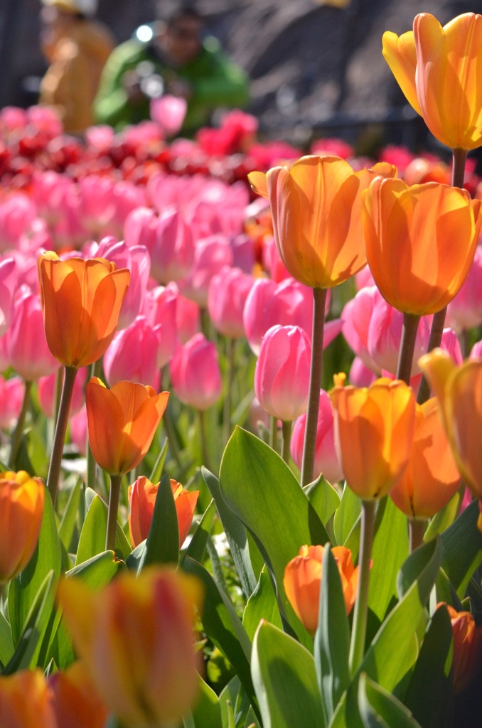 どの花見てもきれいだな♬