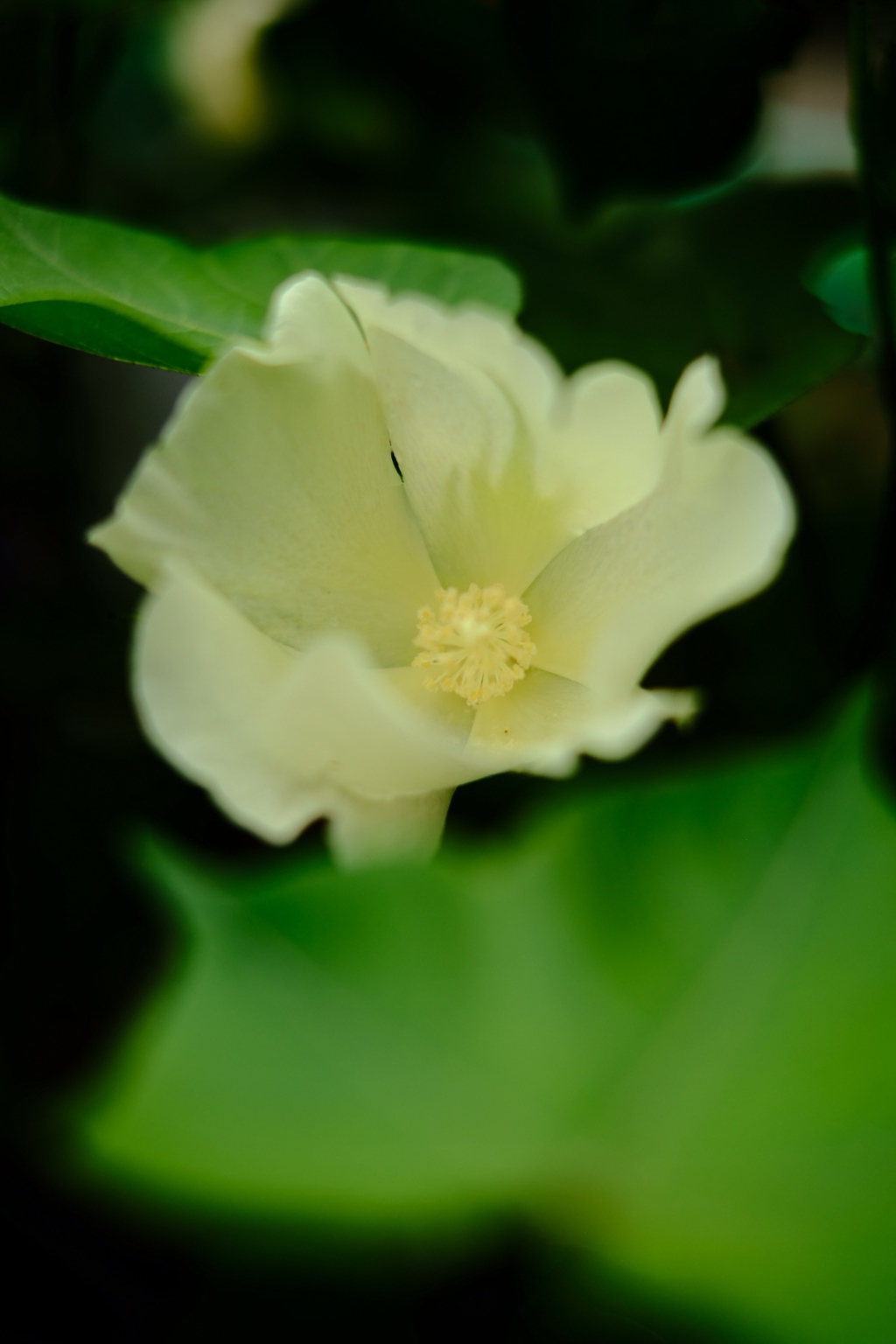 綿の花2