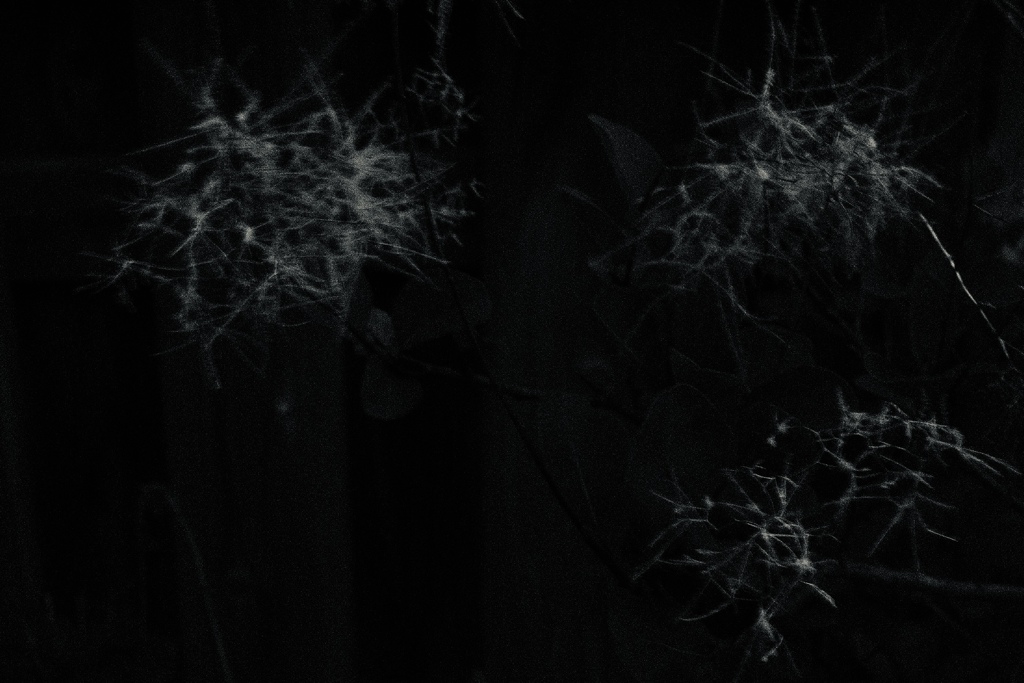 煙の花2