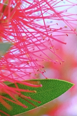 ブラシの花3