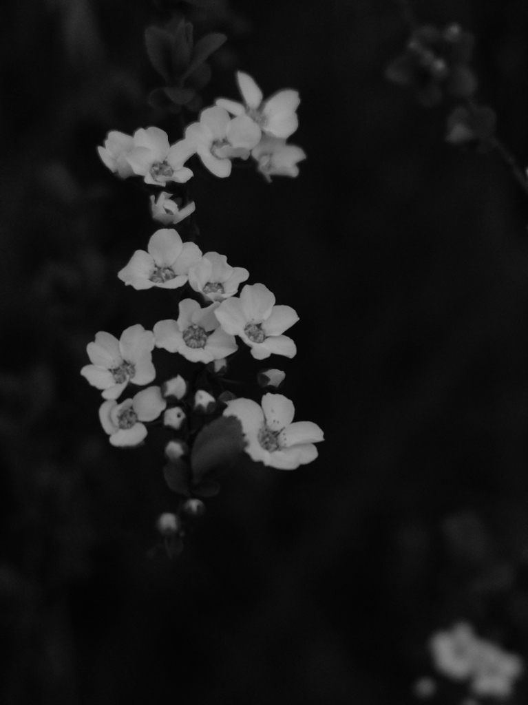 雪柳