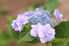 紫陽花