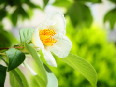 一輪の花