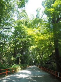 糺の森